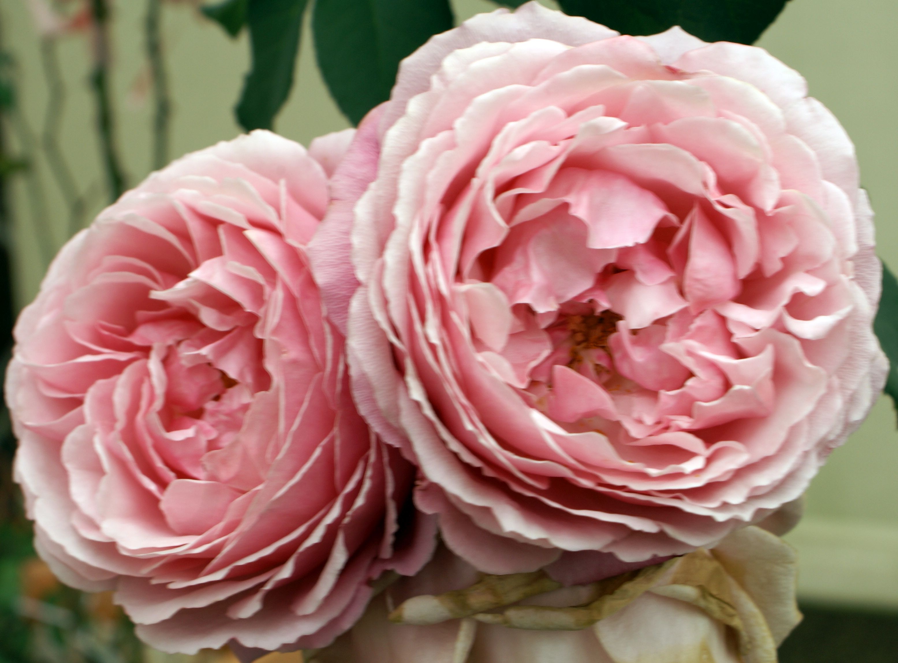 David Austin ROses